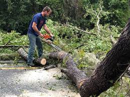 Best Storm Damage Tree Cleanup  in Aberdeen, ID
