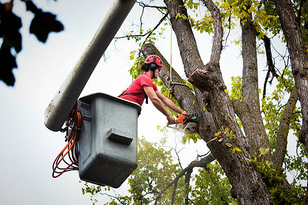 Best Utility Line Clearance  in Aberdeen, ID