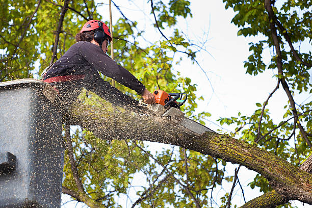 Best Lawn Maintenance Plans  in Aberdeen, ID